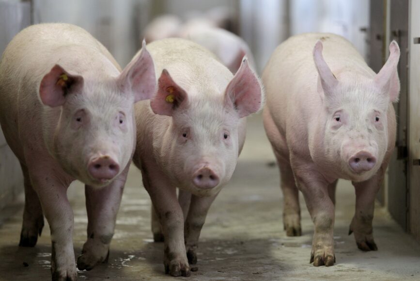 Pomimo braku zmian ceny niemieckiej, średnia cena skupu świń w Polsce dalej spada