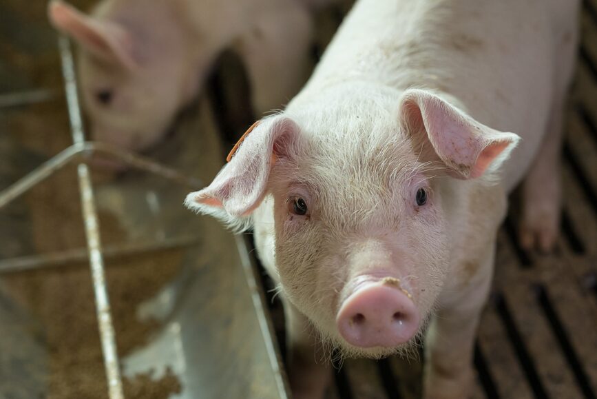 Słaba podaż świń i brak ożywienia handlu