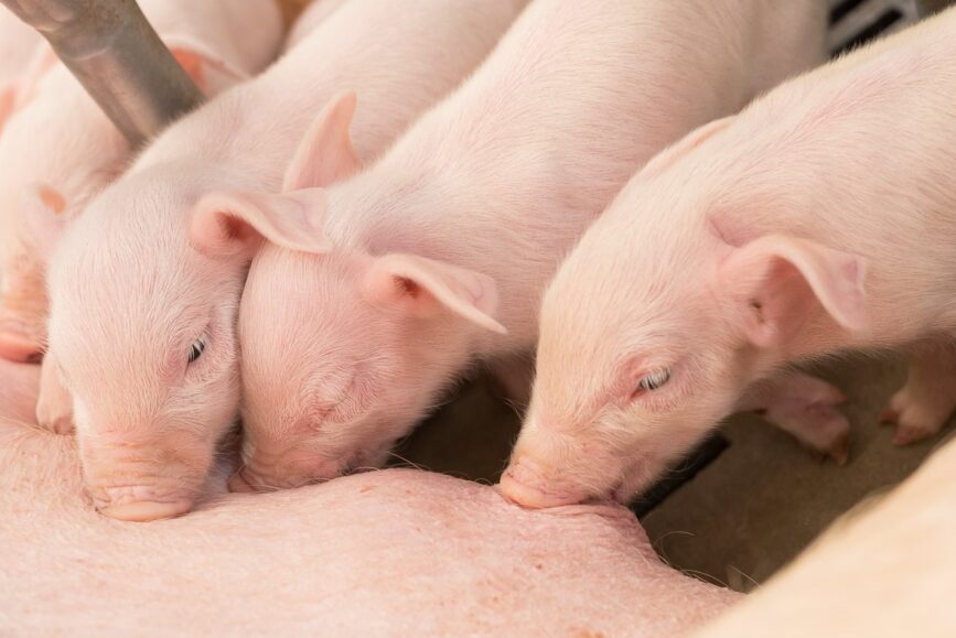 Krajowe spadki cen skupu świń zostały zatrzymane