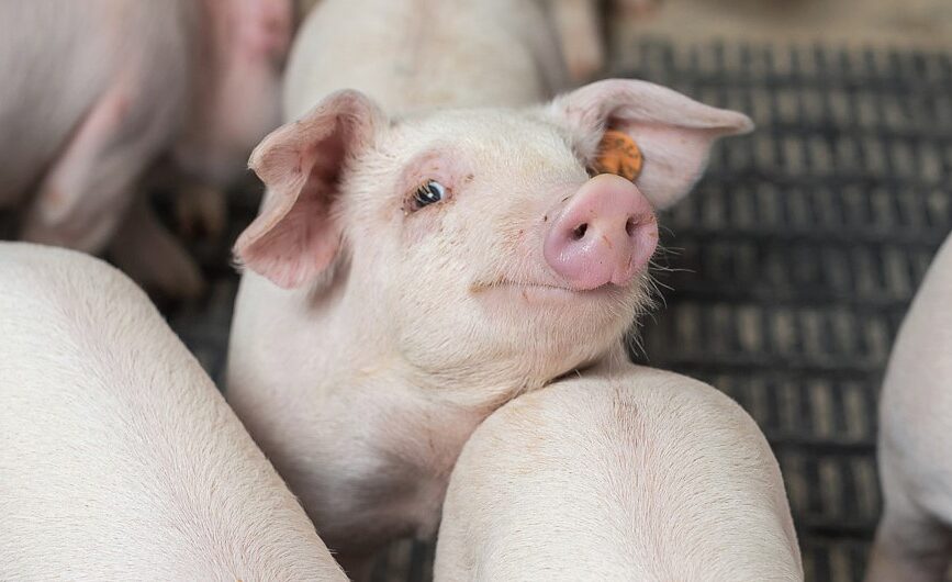 Stabilny rynek tuczników. Producenci świń czekają na nowy impuls wzrostu cen