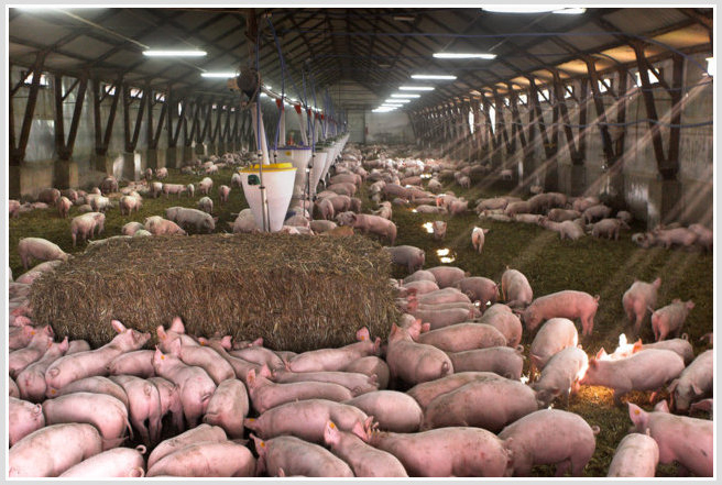 GUS: Pogłowie świń w grudniu 2020 r. 11 727,4 tys. sztuk (+4,6% r/r)