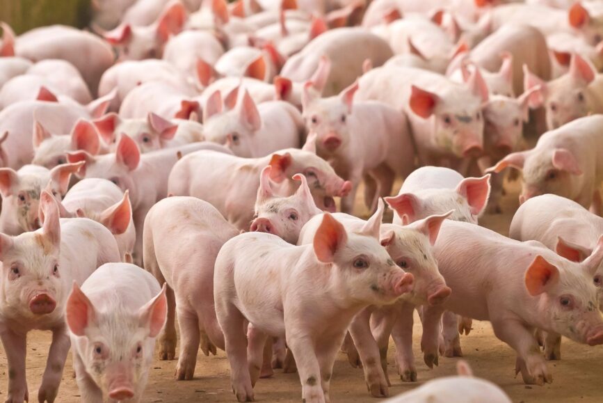 Pomimo rekordowo wysokich cen skupu popyt na świnie rzeźne pozostaje na wysokim poziomie