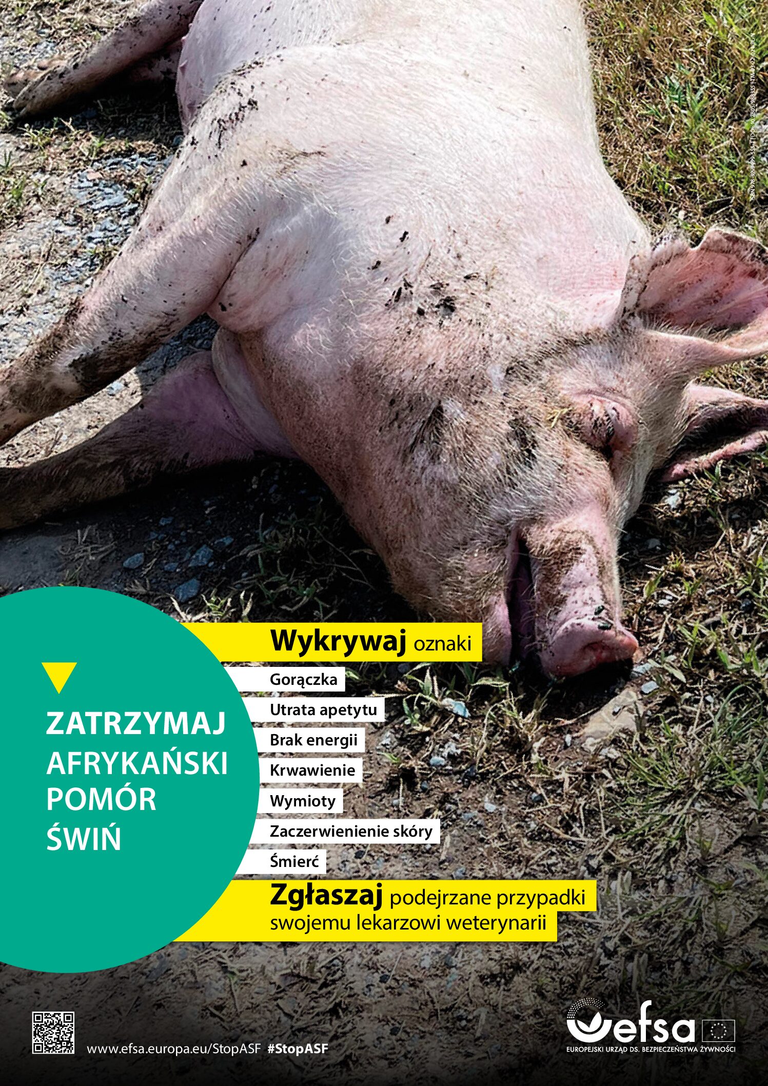 Polska dołącza do EFSA w ogólnoeuropejskiej kampanii na rzecz powstrzymania afrykańskiego pomoru świń (#StopASF)