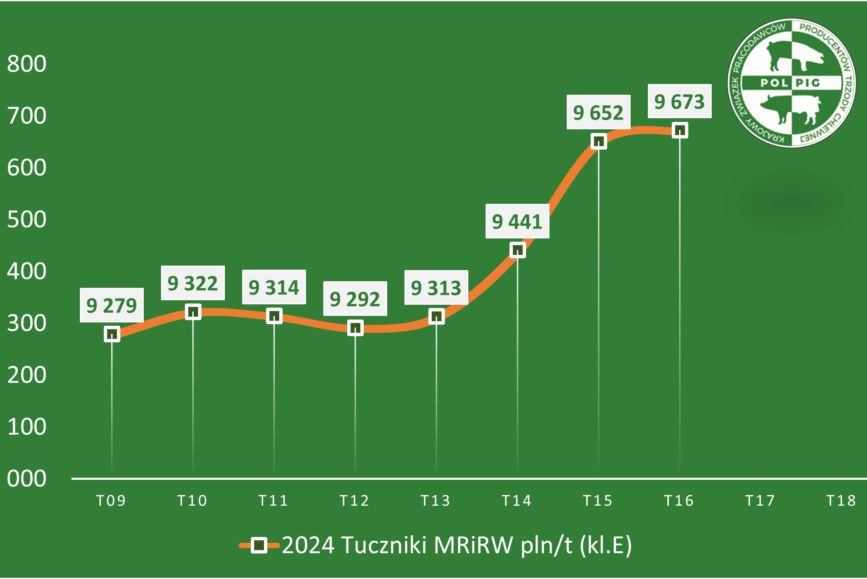 Trzoda chlewna / zboża (2024/18)