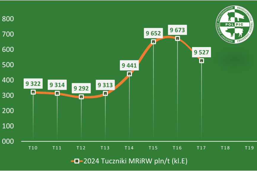 Trzoda chlewna / zboża (2024/19)