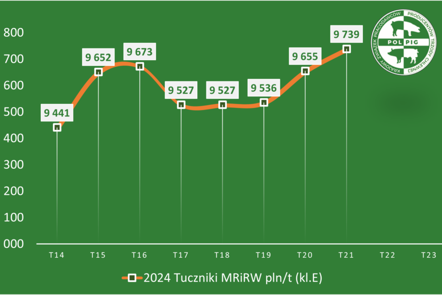 Trzoda chlewna / zboża (2024/23)