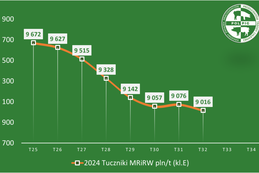 Trzoda chlewna / zboża (2024/34)