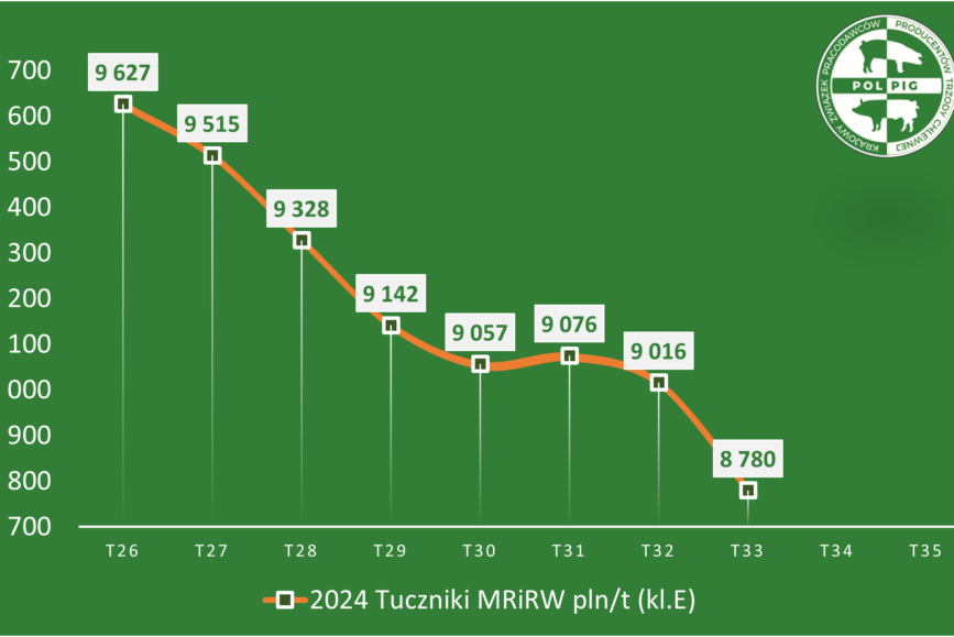 Trzoda chlewna / zboża (2024/35)