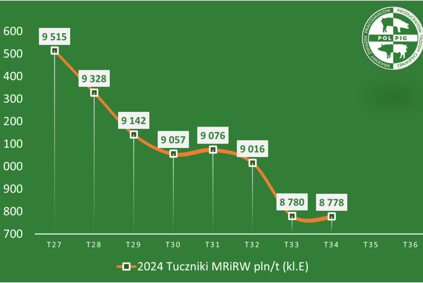 Trzoda chlewna / zboża (2024/36)