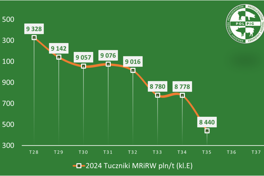 Trzoda chlewna / zboża (2024/37)