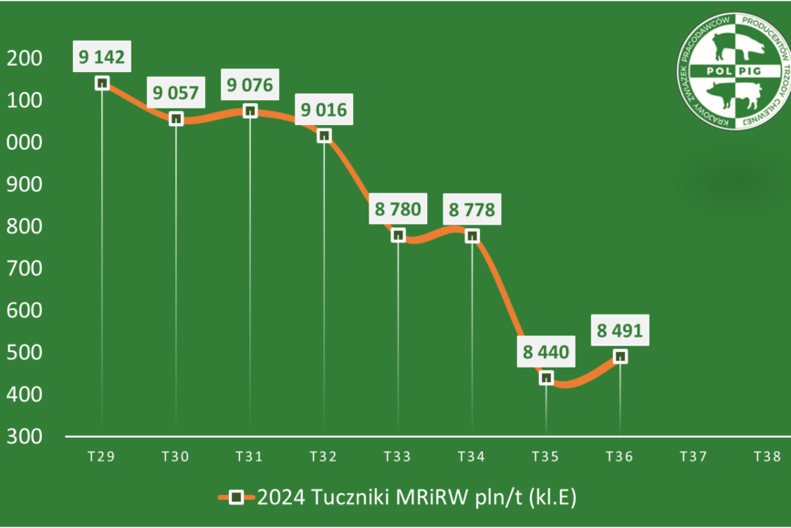 Trzoda chlewna / zboża (2024/38)