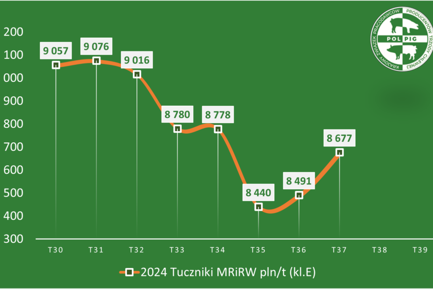 Trzoda chlewna / zboża (2024/39)