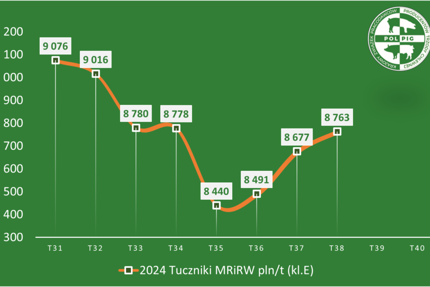 Trzoda chlewna / zboża (2024/40)