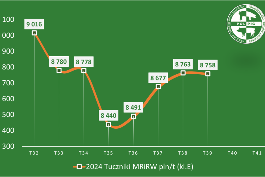 Trzoda chlewna / zboża (2024/41)