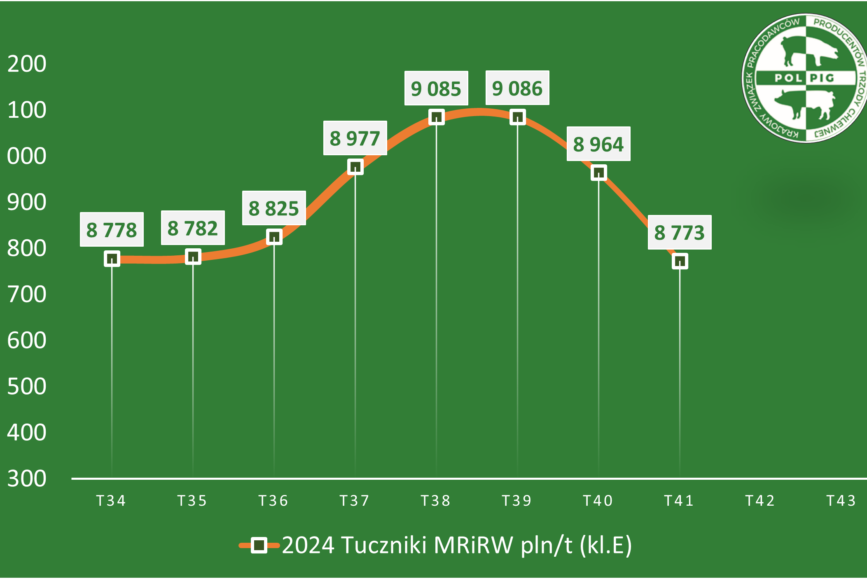 Trzoda chlewna / zboża (2024/43)