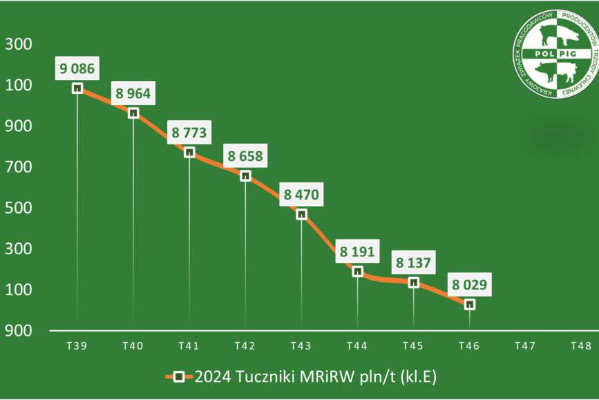 Trzoda chlewna / zboża (2024/48)