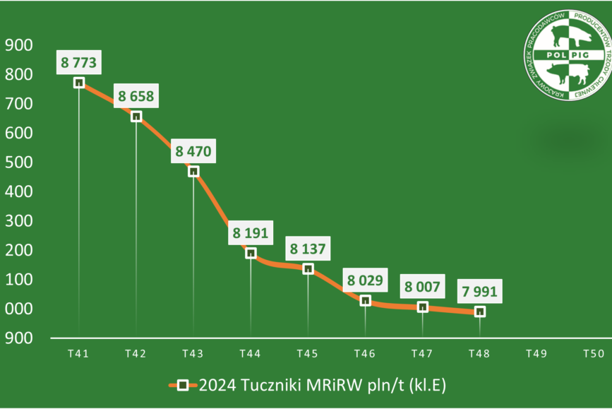 Trzoda chlewna / zboża (2024/50)