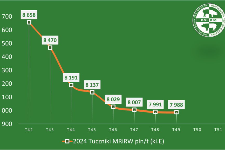 Trzoda chlewna / zboża (2024/51)