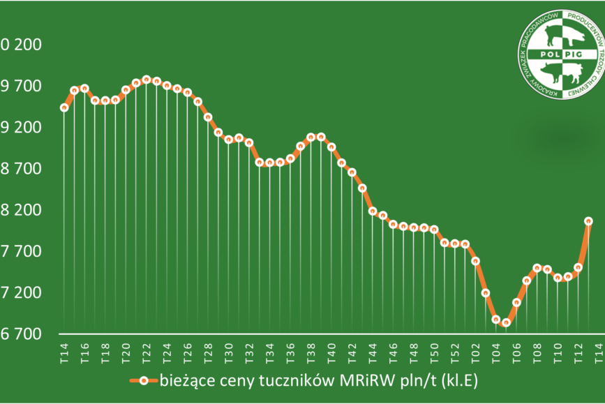 Trzoda chlewna / zboża (2025/14)