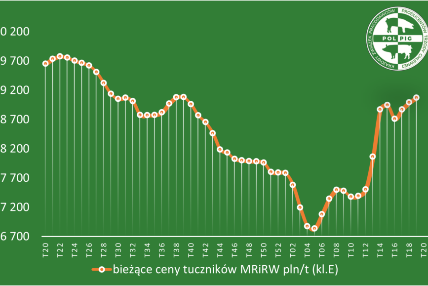 Trzoda chlewna / zboża (2025/20)