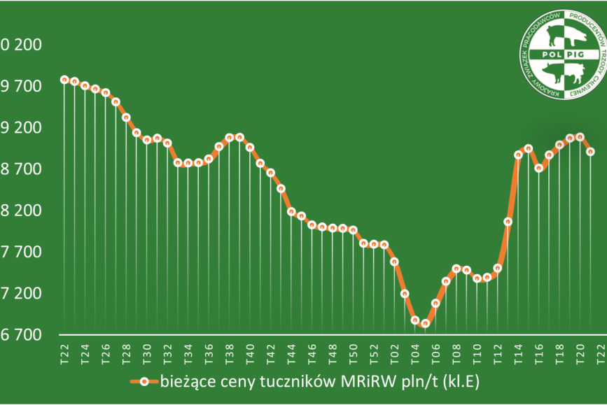 Trzoda chlewna / zboża (2025/22)