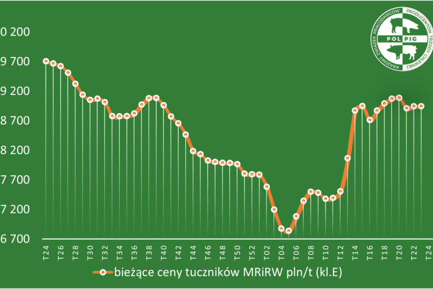 Trzoda chlewna / zboża (2025/24)
