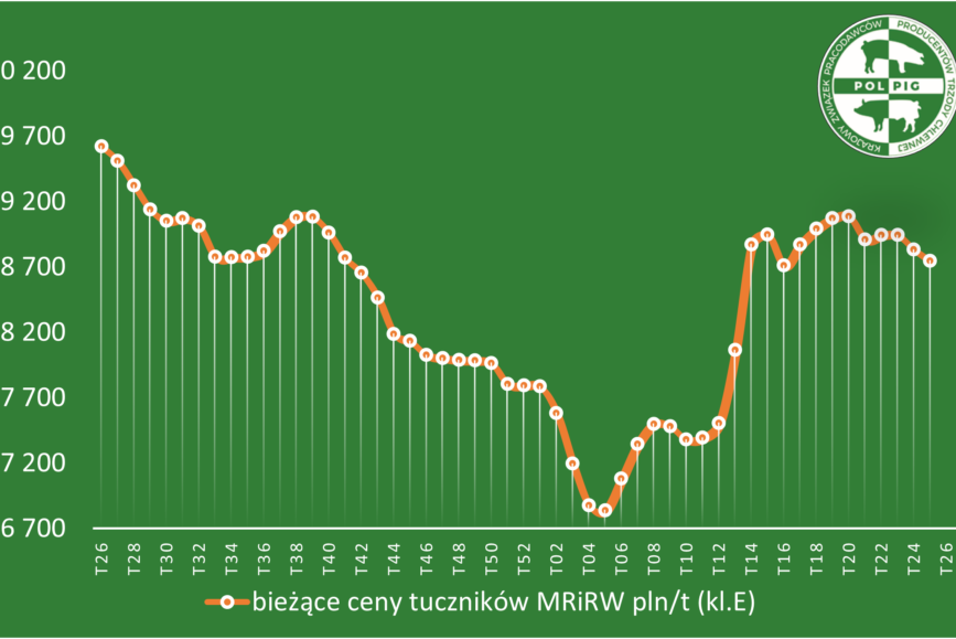 Trzoda chlewna / zboża (2025/26)