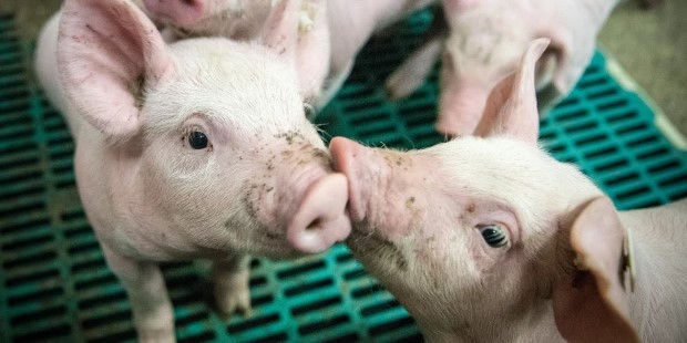 Dobrostan zwierząt w gospodarstwach w odniesieniu do niektórych zwierząt: nowelizacja aktów prawnych UE