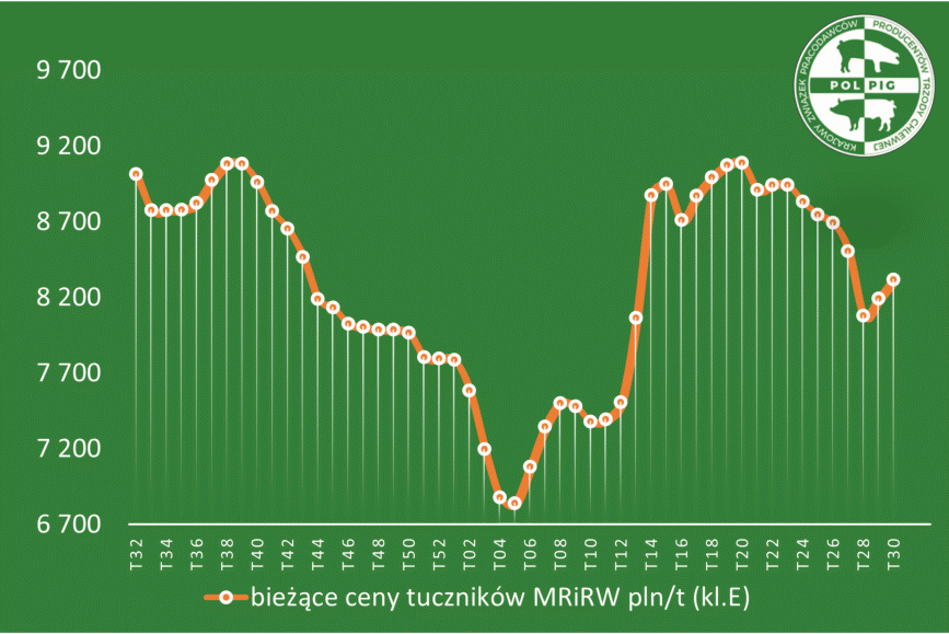 Trzoda chlewna / zboża (2025/31)