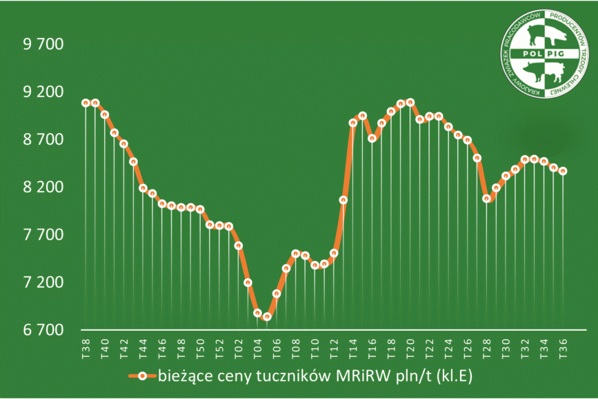 Trzoda chlewna / zboża (2025/37)