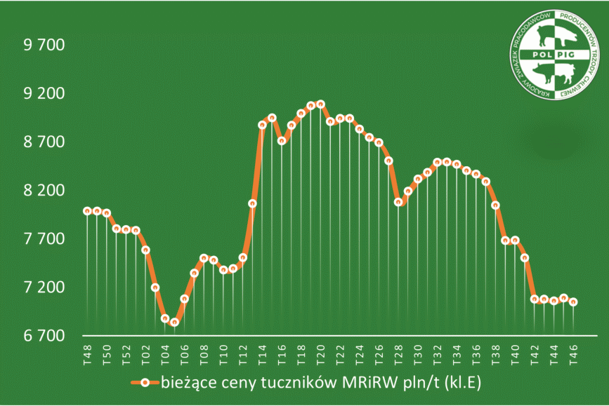 Trzoda chlewna / zboża (2025/47)
