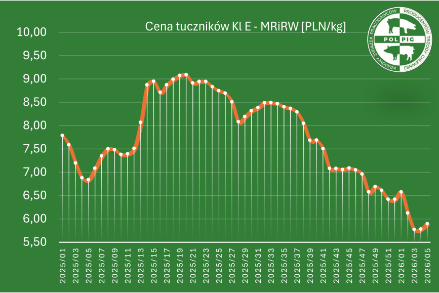 Trzoda chlewna / zboża (2026/06)